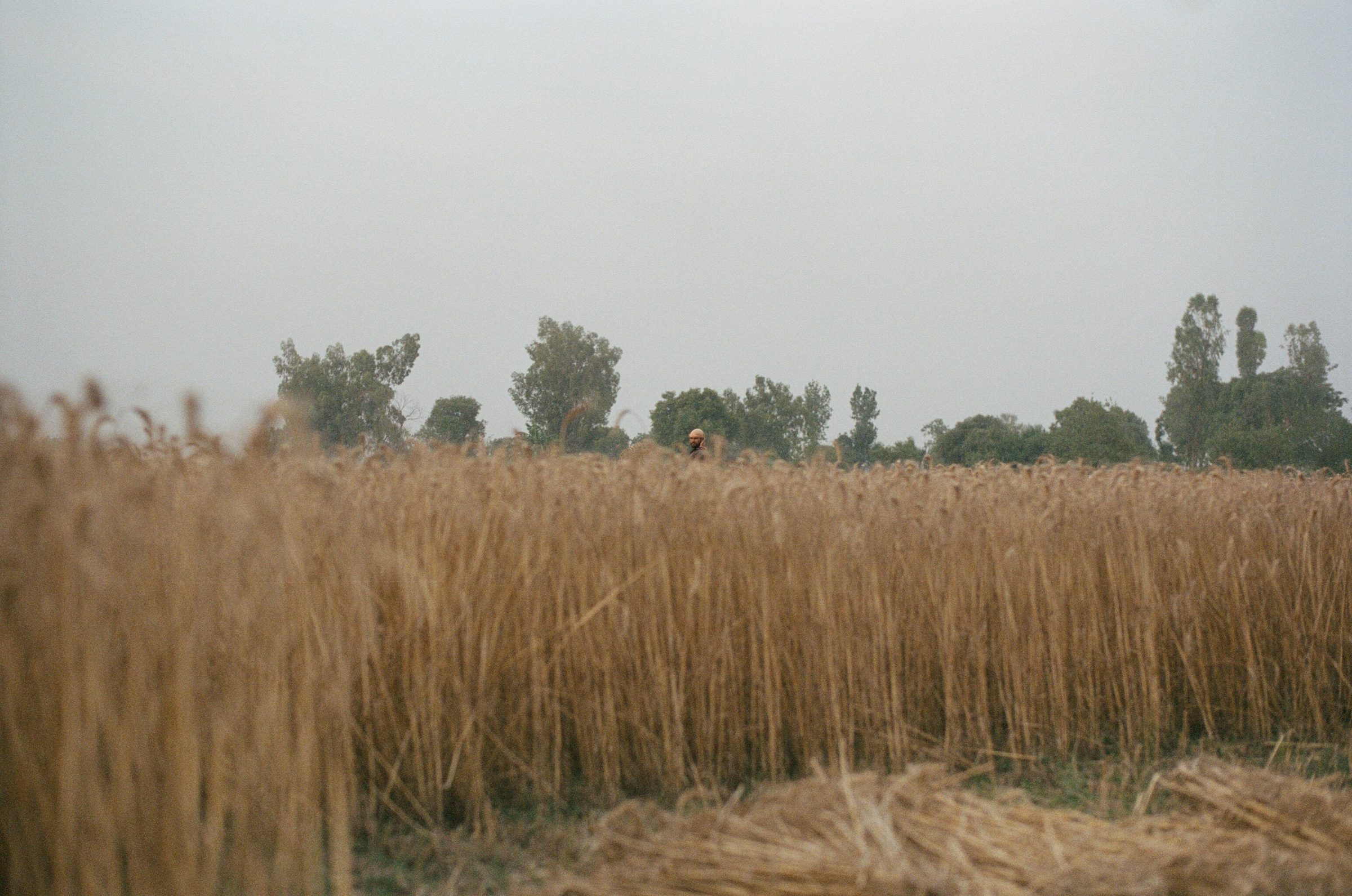 Fig. — the wheat field